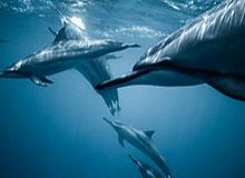 球探体育在线直播-老里开赛先打预防针：阵地进攻还不行 初期靠防守